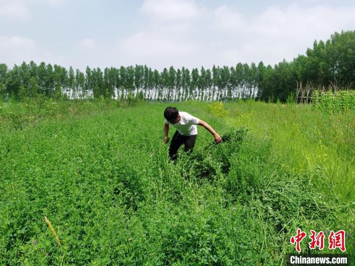 图为曹艳哲在割紫花苜蓿。　张晋一 摄