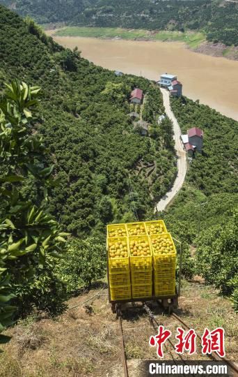 夏橙“乘坐”轨道运输机出深山。　郑家裕 摄