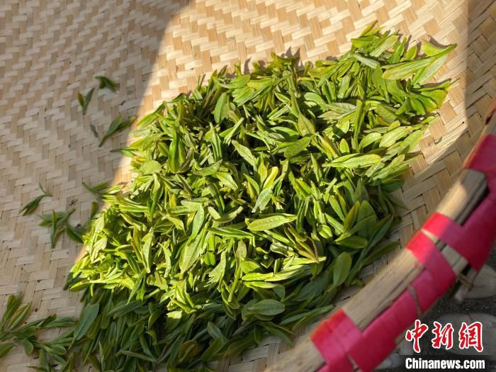 西湖龙井茶鲜叶(资料图)。　钱晨菲 摄