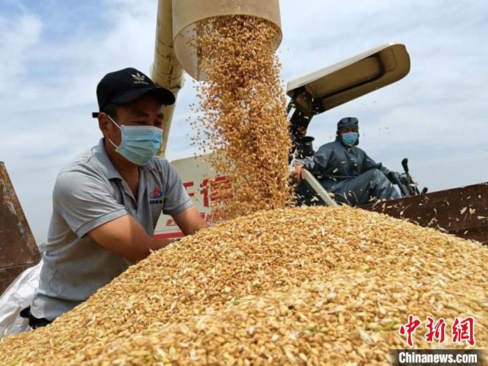 睢宁县小麦大丰收。　朱志庚 摄