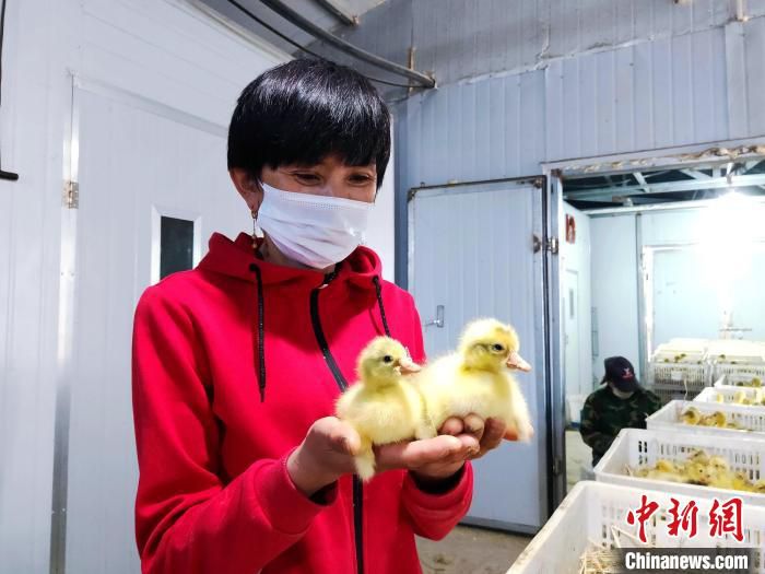 图为郑继梅观察鹅雏长势。　于雪梅 摄