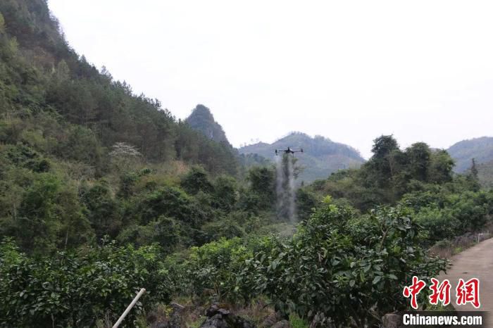 在贵州荔波，植保无人机为果园施肥。　何银树 摄