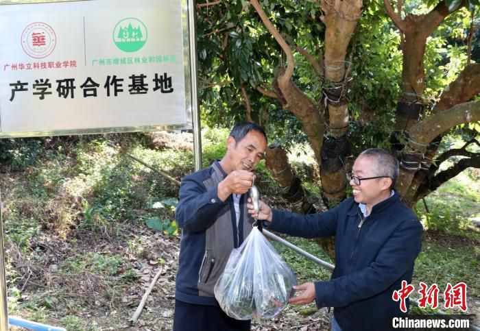 采摘下来的铁皮石斛 增城区委宣传部 供图