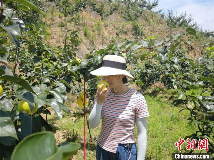游客正在梨园里品尝翠玉梨。夏燚鑫 摄