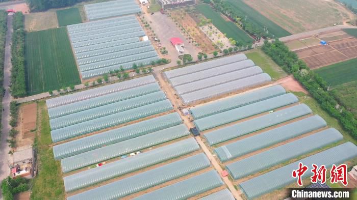 图为邯郸市峰峰矿区峰峰镇上官庄的红薯苗大棚。(无人机图片) 李栋 摄