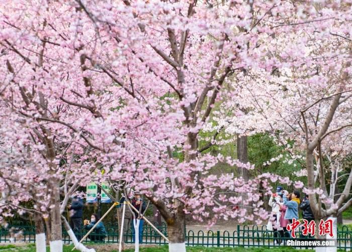 资料图：图为北京玉渊潭公园春和景明，吸引游人流连花海。 中新社记者 侯宇 摄