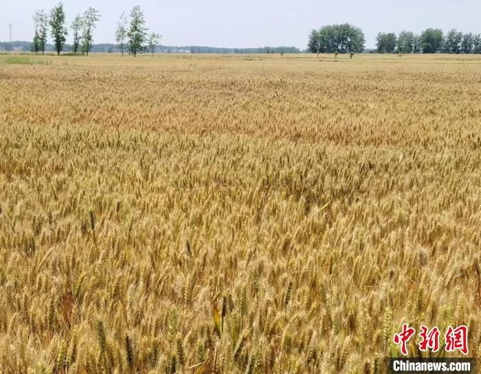 图为一望无际金黄色的麦田。　杨大勇 摄
