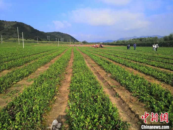 中药材苍术种植基地 隆化县农业农村局供图