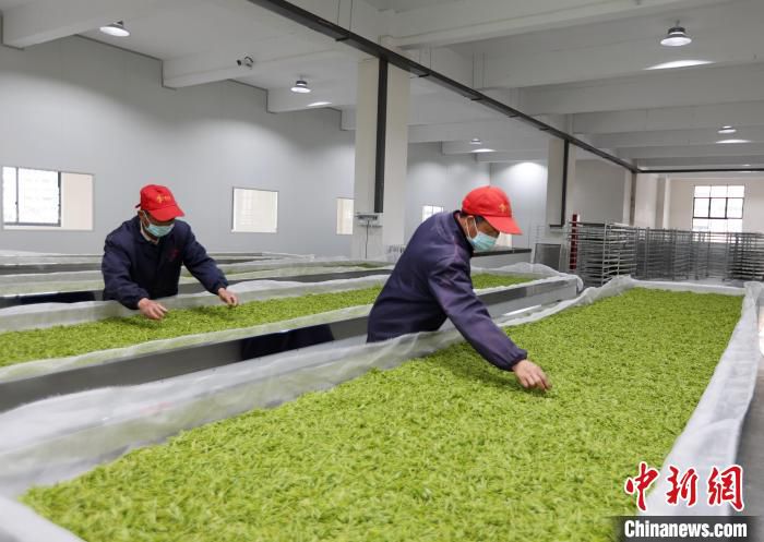 工人在检查茶叶 王豆豆 摄