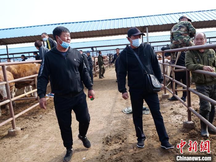 图为杨海利(左)帮养殖户选牛。　胡建华 摄