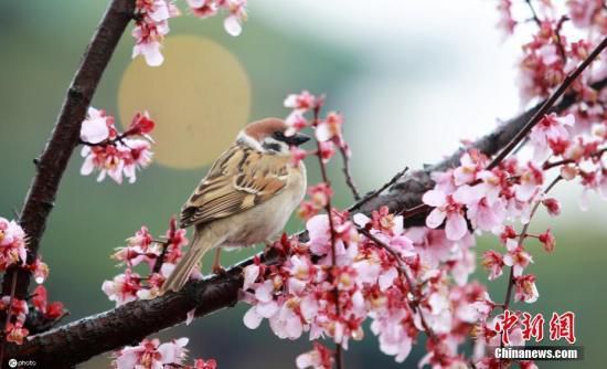 资料图：3月20日，江苏扬州瘦西湖风景区桃红柳绿，桃花、梅花等早春花在春雨滋润下竞相开放，构成一幅幅“雨润花开”的早春美景图。 图片来源：ICphoto
