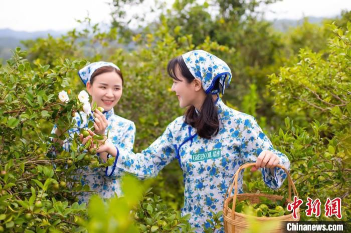 采摘油茶果 陈地杰 　摄