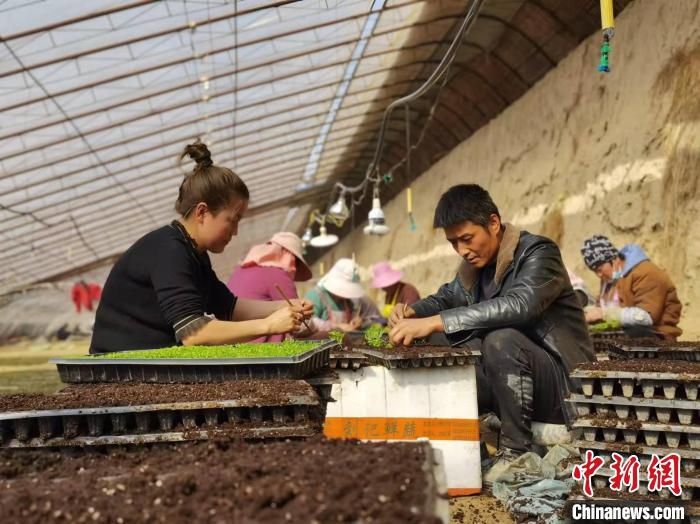 3月初，兰州市榆中县金崖镇陆家崖村有一片占地50亩的高原夏菜种植基地，负责人正是陆金环夫妇。　张婧　摄