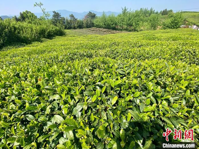 新昌茶山 项菁 摄