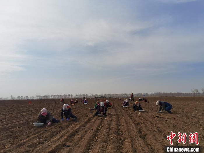图为村民进行大蒜大田栽植。　孙志富 摄