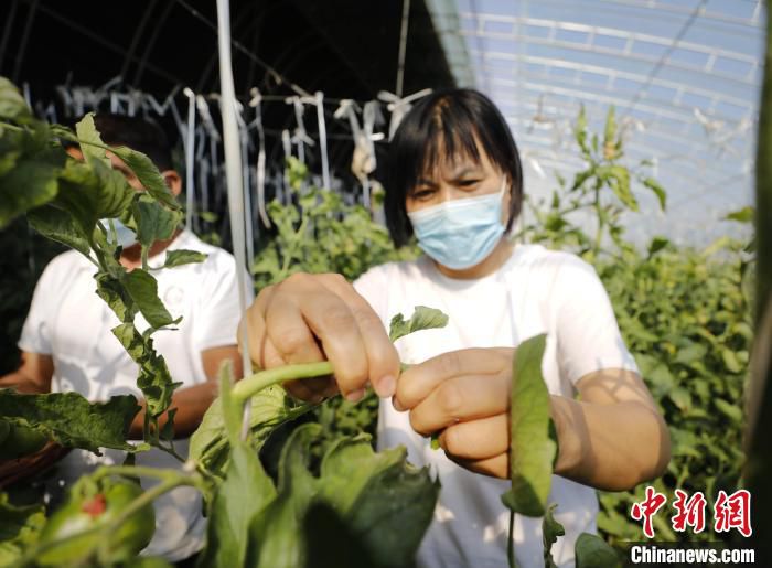 图为固安县卡尔叔叔幸福农场，工作人员正对西红柿秧苗进行管理。　门丛硕 摄
