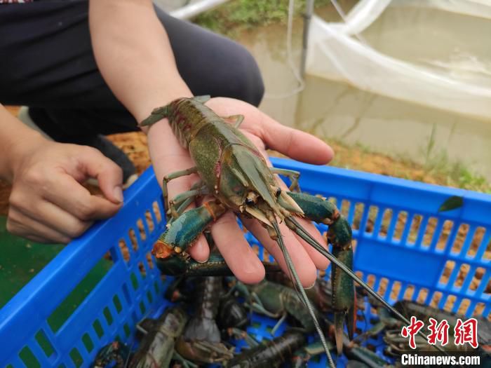 北岸村养殖的澳洲淡水龙虾有巴掌大。　刘俊聪 摄