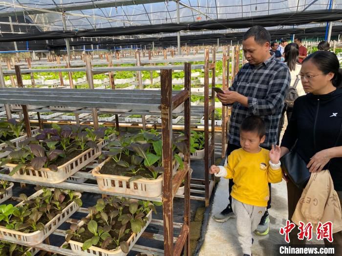 游客参观用菌包废渣发酵而成的营养土种植而成的有机蔬菜。　符宇群 摄