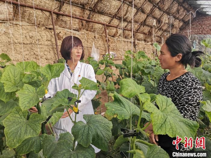 图为左明湖(左)指导农民增施生物菌肥发展设施农业。　吕志敏 摄