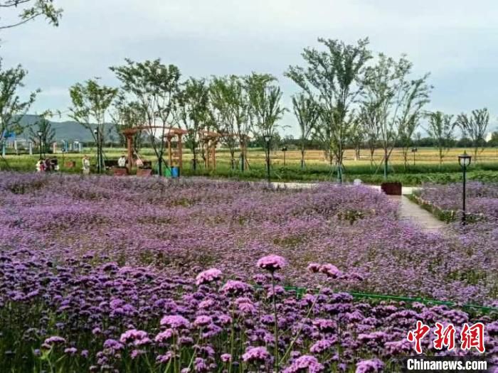 岱山东海郊野公园花海。　魏嫣然 摄