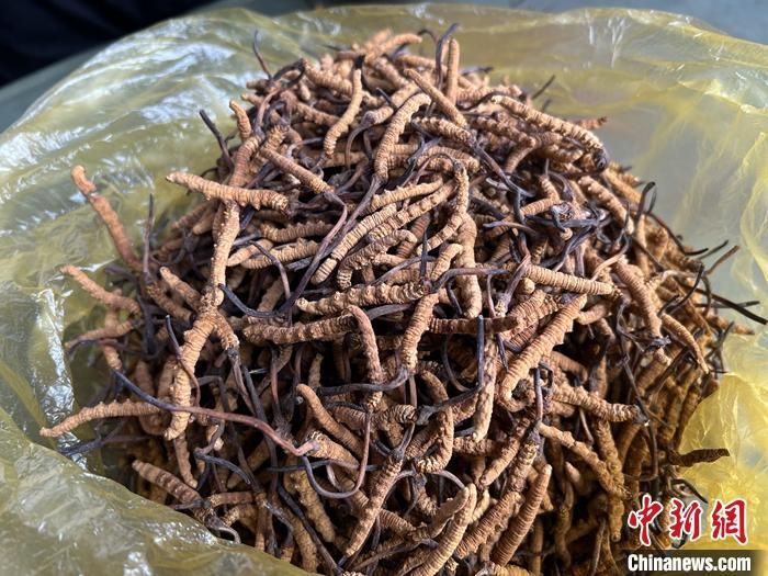 图为在玉树拍摄的冬虫夏草。 中新社记者 李江宁 摄
