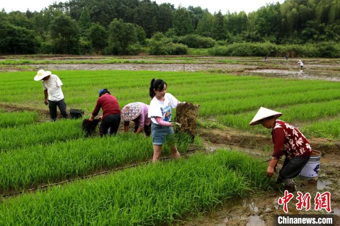 6月13日，回村女青年黄崔佳同村民们一起拔秧苗。　潘成 摄