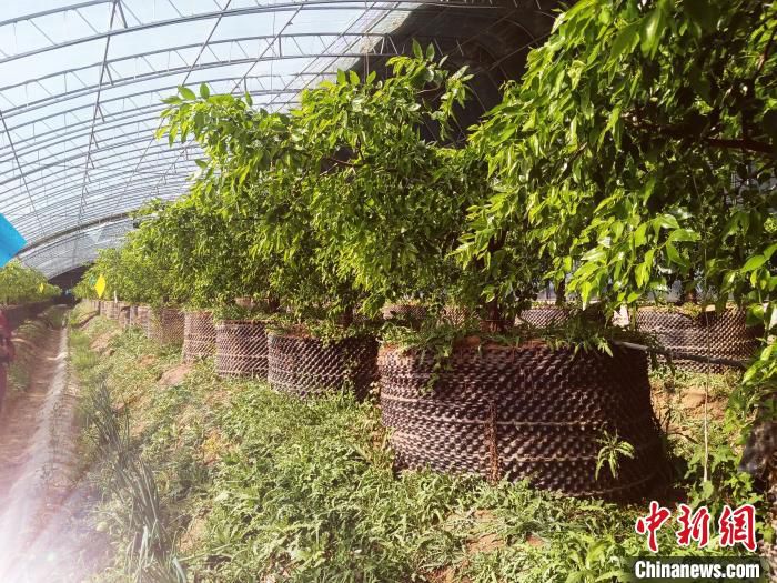 花盆式的枣树栽培。　张兴邦 摄