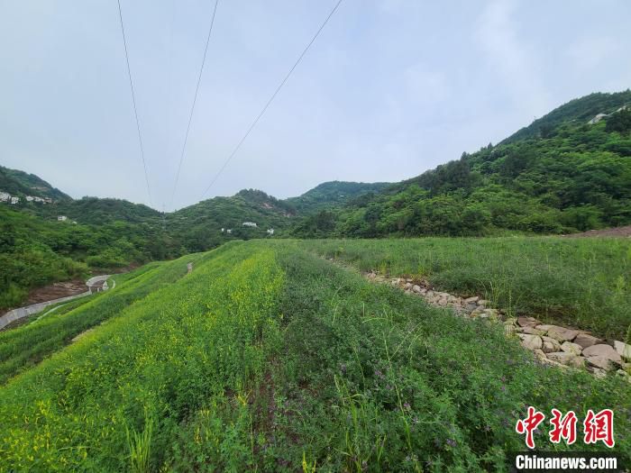 图为绿意盎然的生态渣场。　渝万铁路有限责任公司供图