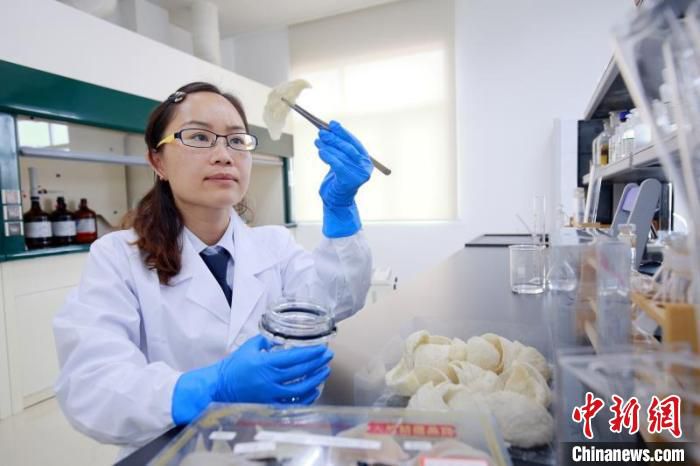 图为检测人员在中马钦州产业园区内的国家燕窝检测及保健食品检测重点实验室内检测燕窝产品。　中马钦州产业园区管委会供图