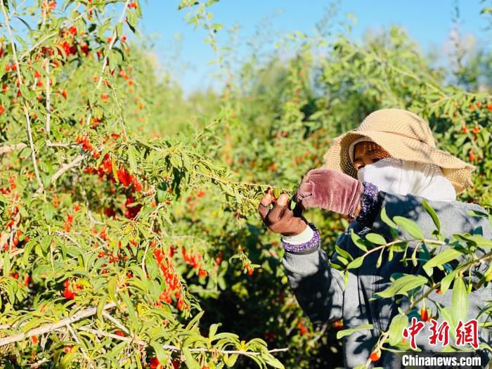 图为枸杞采摘工正在采摘枸杞。(资料图) 孙睿 摄