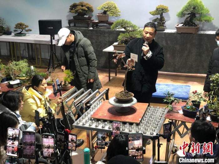 主持人卖力介绍盆景。　刘林 摄