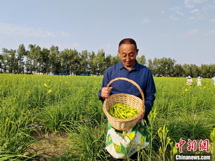 村民展示采摘好的黄花。　高雨晴 摄
