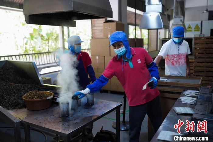 资料图为云南一家茶厂工人正在制茶。　康平 摄