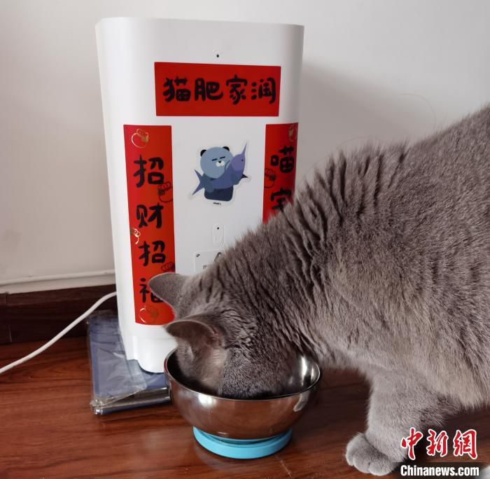 名叫大喜的猫正在吃饭。杨静 摄 (图文无关)