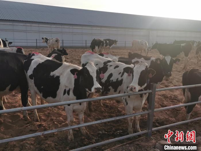 图为杭锦后旗和平村的奶牛养殖基地。　张林虎 摄
