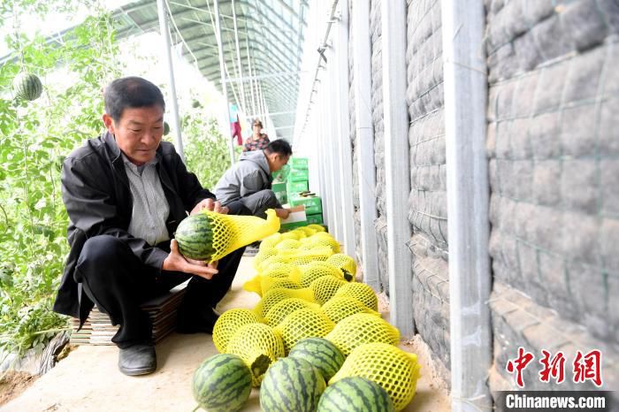 瓜农在给刚采摘的西瓜套袋。　苗凤强 摄