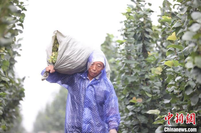 务工群众在搬运采摘好的榛子。　齐建仓 摄