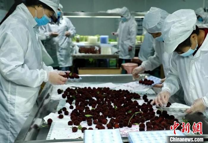 这批杨梅品种以东魁为主，果色紫红，肉柱较粗，果汁含量高，酸含量极低。　 蒋宇欣 摄