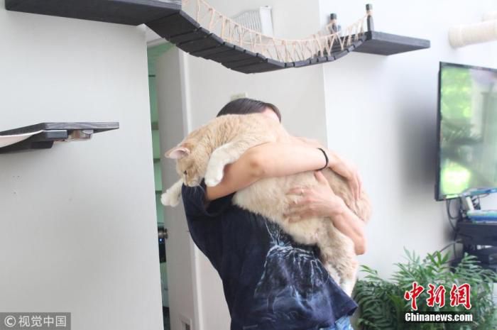 一只胖猫。图片来源：视觉中国 (图文无关)
