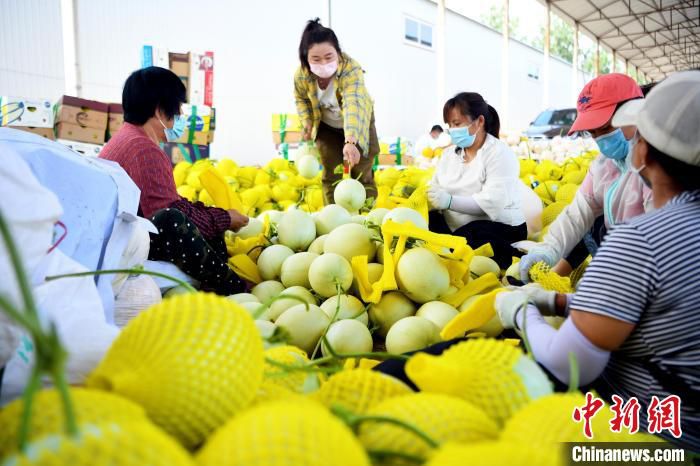 图为安次区杨税务镇“金都蜜瓜”种植基地，瓜农正在忙着将蜜瓜打包、装箱、外运。　郑晨子 摄