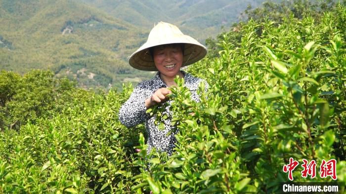 采茶工采摘现场。　吴元洪 摄