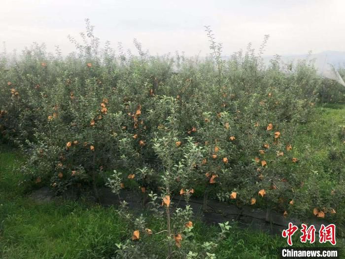 图为驮涧村的苹果园。　李庭耀 摄