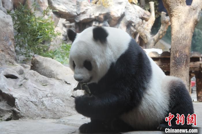 图为北京动物园的熊猫在吃特色粽子。　北京市公园管理中心供图