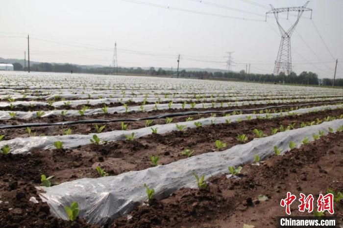 目前，南陈千亩蔬菜产业示范带内4个园区已经建成，其它部分正在建设中。　长子县融媒体中心提供