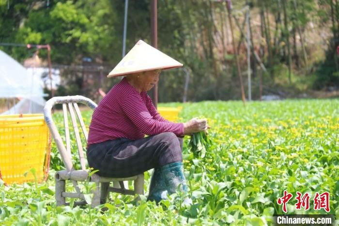 松洋村村民在家门口就业。　福鼎市融媒体中心 供图