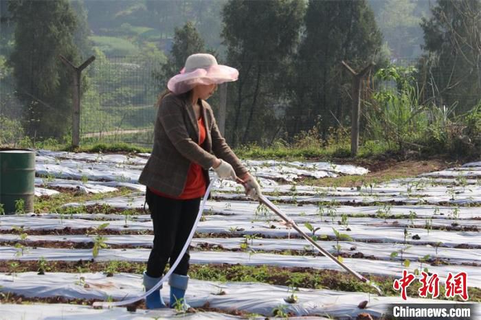 村民正在给地膜挖洞。　万家利 摄
