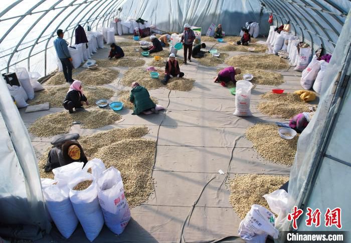 图为当地村民人工精选蚕豆。　马铭言 摄