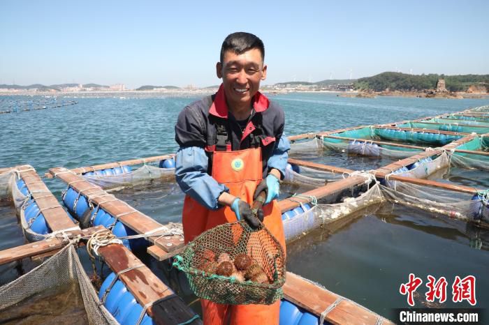 图为养殖工人进行海胆采捕作业。　杨毅 摄