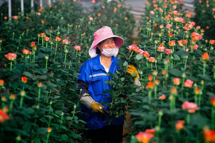 ▲云南鲜花全国知名，诸多商家借助拼多多“农地云拼”模式，助力当地鲜花产业链升级，带动花农增收。
