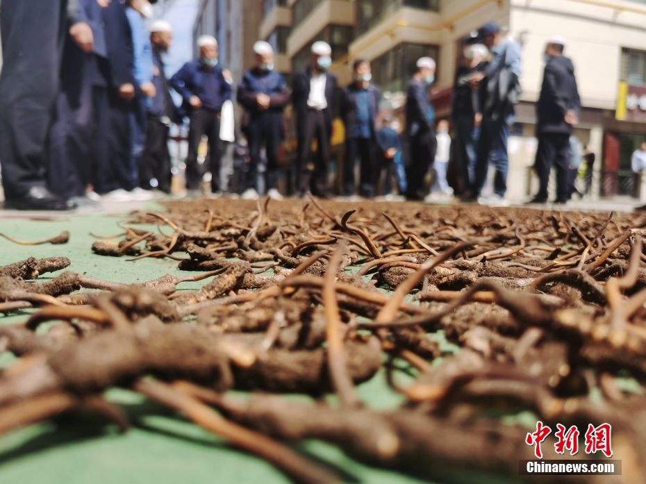 图为6月12日，西宁市一冬虫夏草市场内晾晒的包裹着泥土的冬虫夏草。 中新社记者 张添福 摄